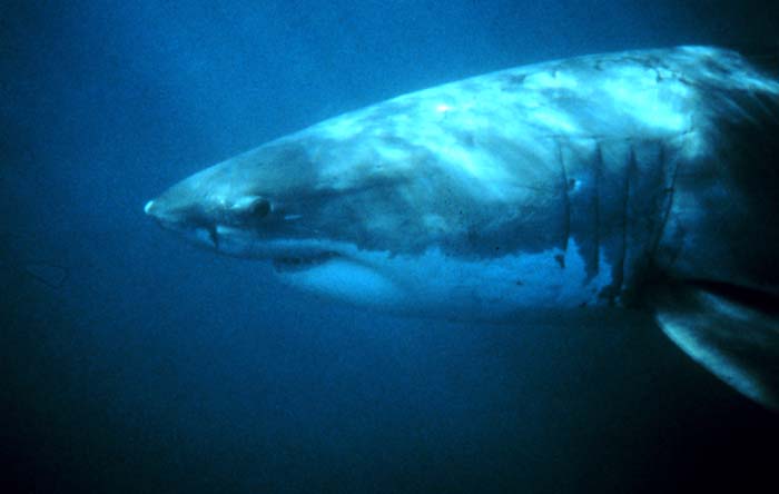 Large_white_shark.jpg