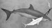 megalodon versus bílý žralok.jpg